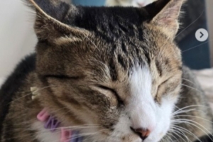 Viper：我将离开HLE转战其他战队 期待未来能再次和大家见面